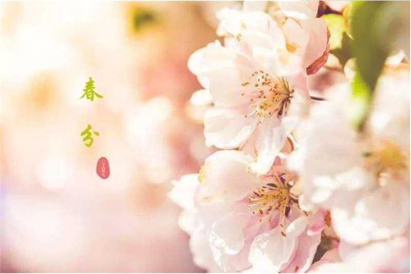 春分——轉載網(wǎng)絡圖片