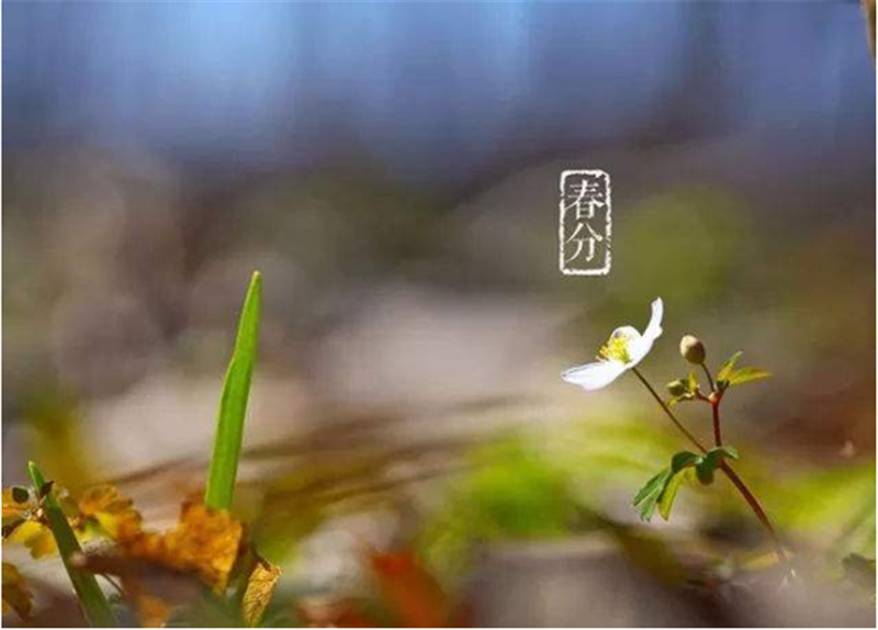 春分——轉載網(wǎng)絡圖片
