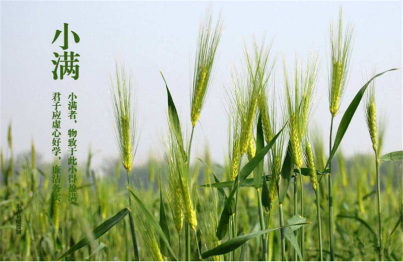 什么是二十四節(jié)氣“小滿”它的習俗又是什么？