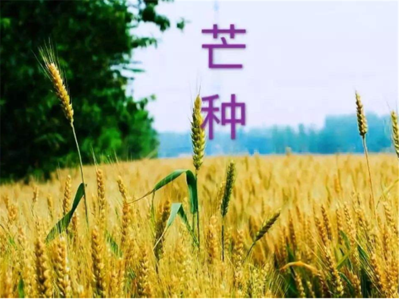 什么是二十四節(jié)氣——芒種？